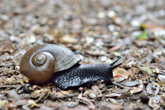 Macrocyclis peruvianus
