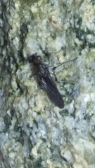 Oedoparena