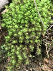 Bartramia halleriana