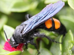 Pygodasis ephippium ephippium