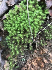 Bartramia halleriana