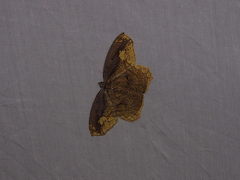 Pareumelea eugeniata