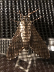 Ceratomia undulosa