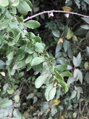 Azara integrifolia