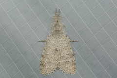 Calliteara mundi