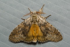 Calliteara cerigoides