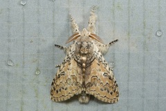 Calliteara cerigoides