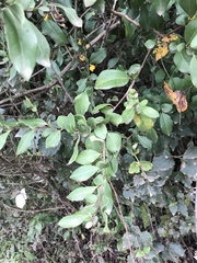 Azara integrifolia