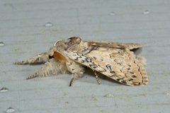 Calliteara cerigoides