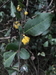 Azara integrifolia