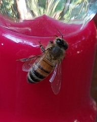 Apis mellifera