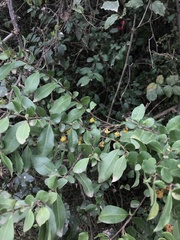 Azara integrifolia