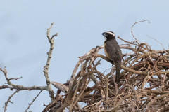 Saltator orenocensis