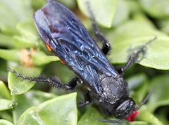 Pygodasis ephippium ephippium