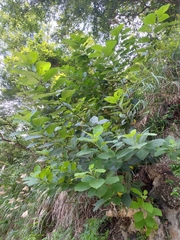 Ehretia dicksonii