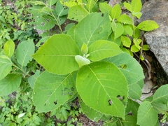 Ehretia dicksonii