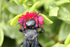 Pygodasis ephippium ephippium