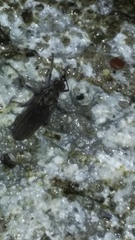 Oedoparena