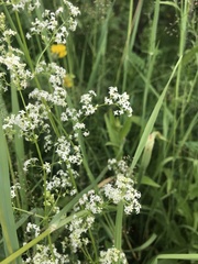 Galium mollugo