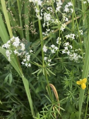 Galium mollugo