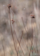 Eriogonum tripodum