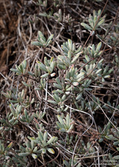 Eriogonum tripodum
