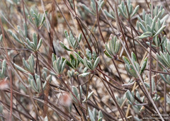 Eriogonum tripodum