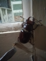 Lucanus capreolus
