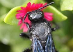 Pygodasis ephippium ephippium