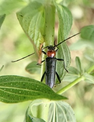 Pronocera collaris