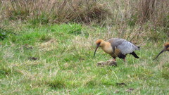 Theristicus melanopis