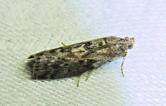 Sciota subcaesiella