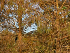 Anhinga anhinga leucogaster