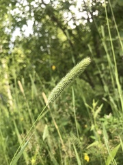 Phleum pratense