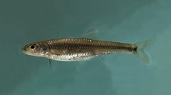 Notropis spectrunculus