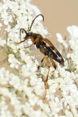 Xestoleptura