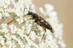 Xestoleptura