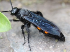 Pygodasis ephippium ephippium