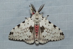 Lymantria brunneiplaga