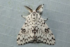 Lymantria subrosea