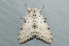 Lymantria marginalis