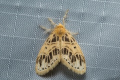 Medama megerata