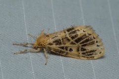 Medama megerata