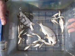 Leiostomus xanthurus