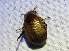 Callistethus marginatus