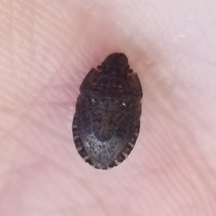 Sciocoris longifrons