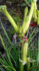 Anigozanthos bicolor
