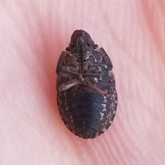 Sciocoris longifrons