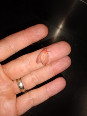 Hypoprepia miniata