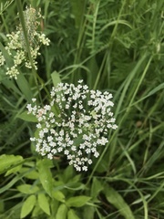 Aegopodium podagraria